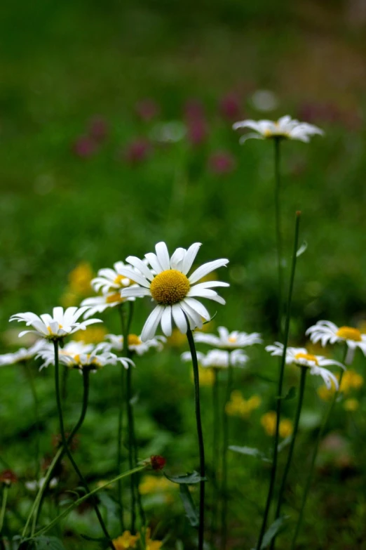 the flowers are blooming all over the field