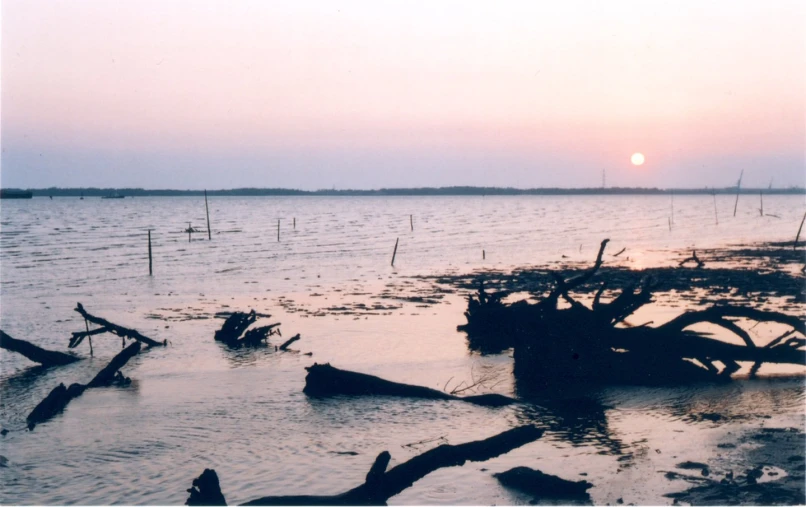 some trees in the water and a sun