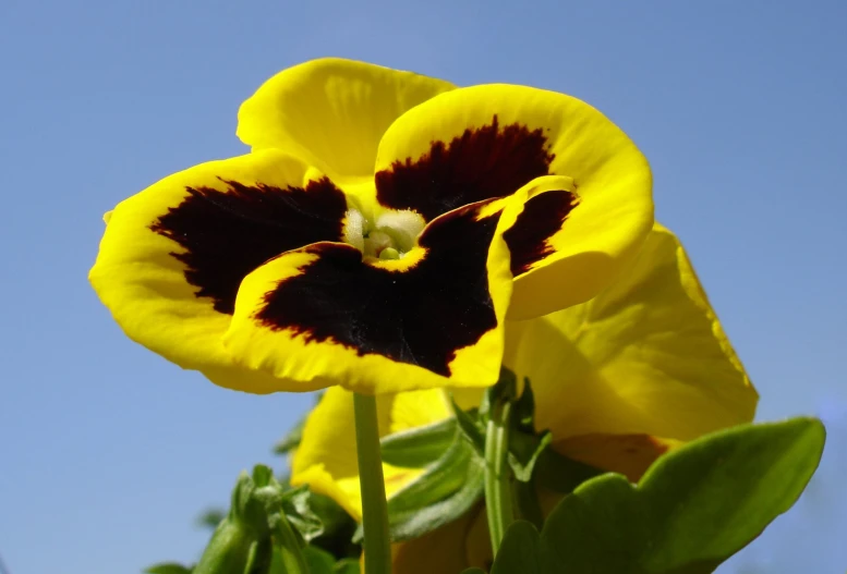 the flowers are blooming in the sunny field