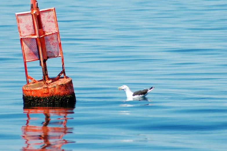 a white and gray bird floating on a lake next to a dock