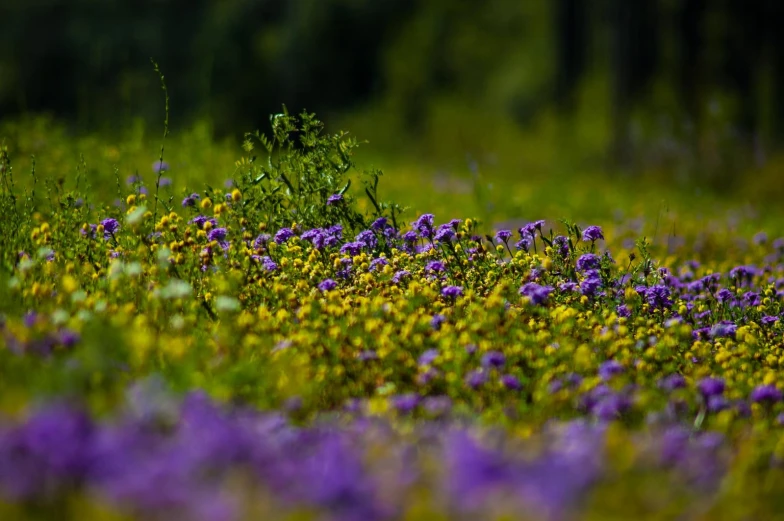 wildflowers grow in the woods around a meadow