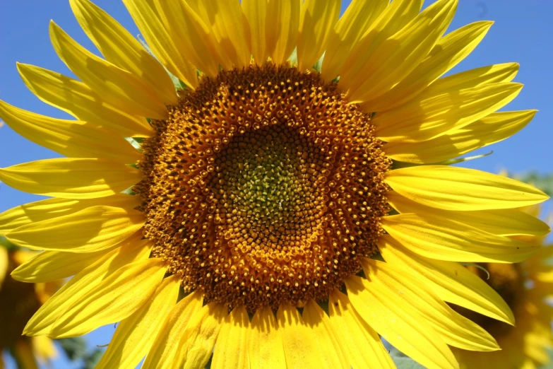 the center of a large sunflower is bright and sunny