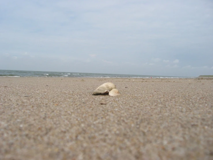 two shells that are laying in the sand