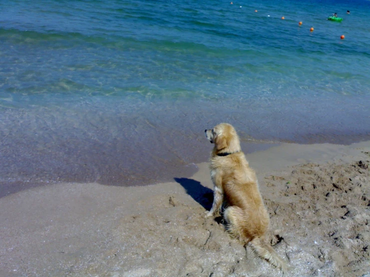 the dog is enjoying playing in the waves