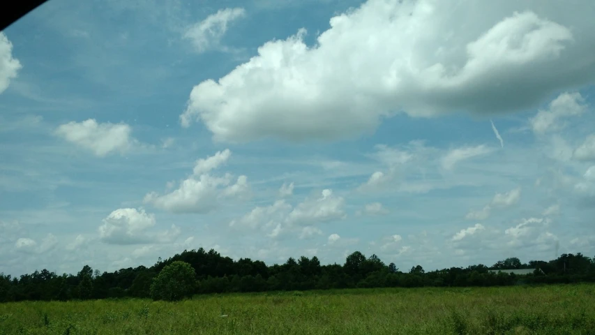 a horse that is grazing in a field