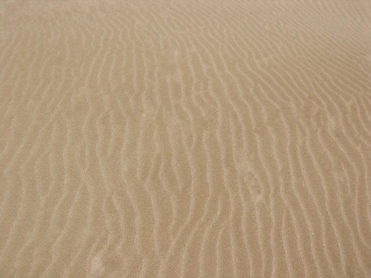 a beach scene with a bird standing in the sand