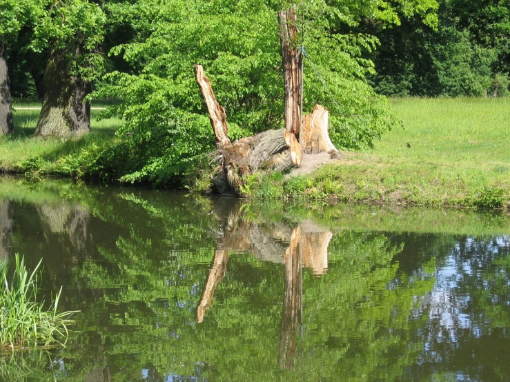 a giraffe's reflection in the water near trees