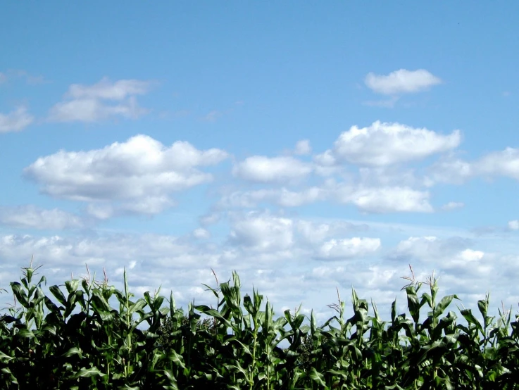 a green corn field with blue skies and some white clouds