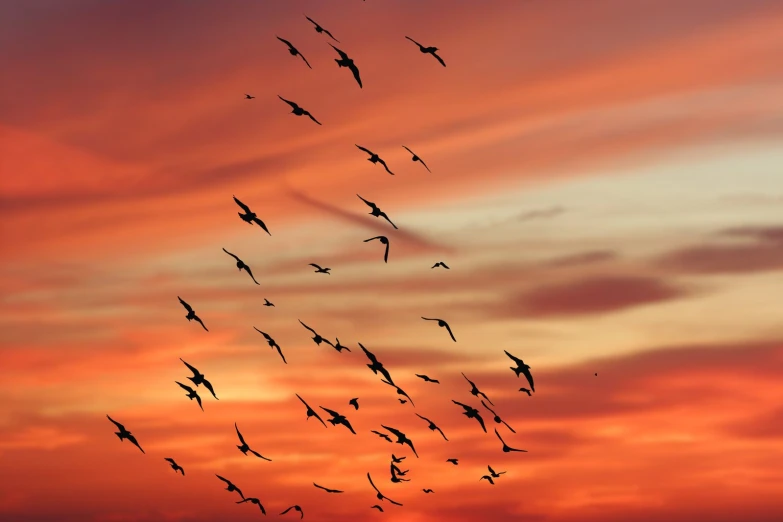 a flock of birds flying against a cloudy sky