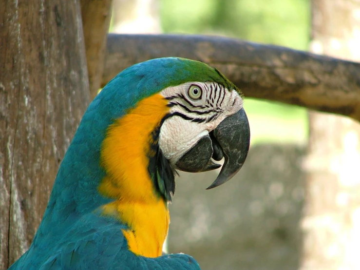 a colorful blue yellow and green parrot perched on a tree