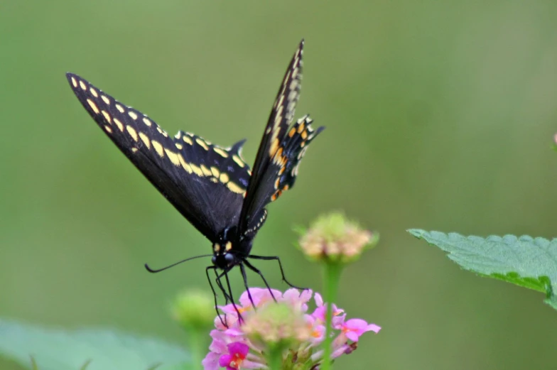 the black and yellow erfly is resting on a pink flower