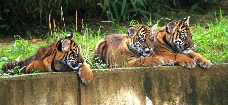 three tigers laying in the grass on top of a stone wall