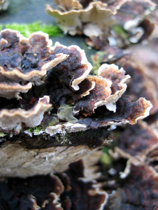 small, black and brown mushrooms with green leaves