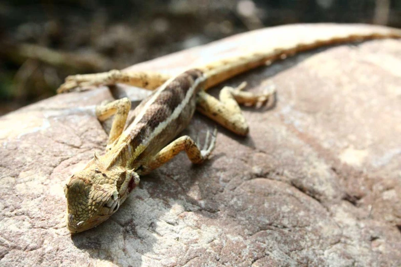 the lizard is walking on a rock by itself