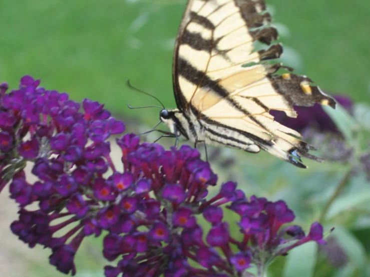 a yellow and black striped erfly on a flower