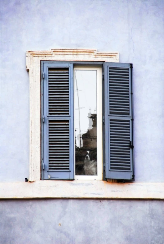 a dog stares through a window with its head out