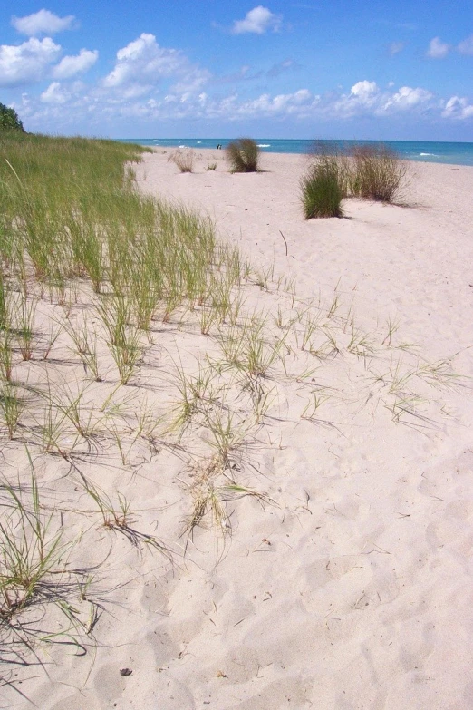 grassy plants and sand near the ocean on a beach