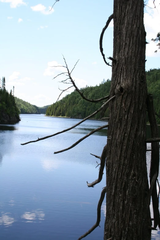 a view of a lake surrounded by forest and trees