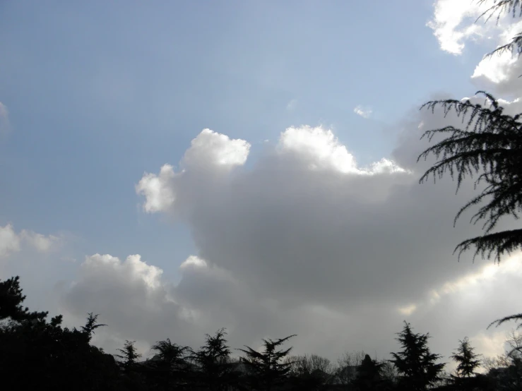 trees with clouds in the background, as seen from afar