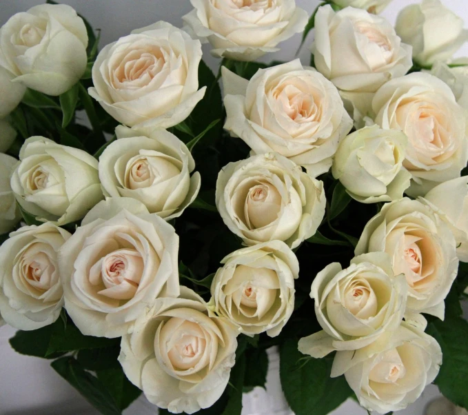 a vase of white roses in the center of the frame