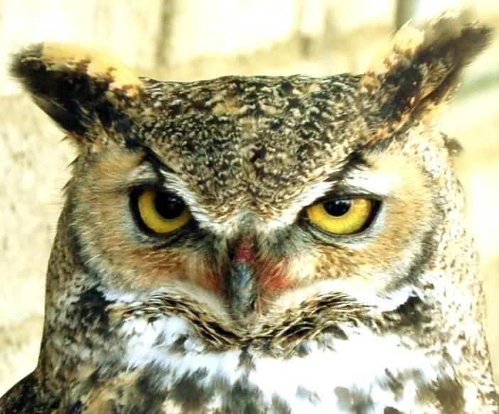 an owl is looking at the camera with its eyes wide open