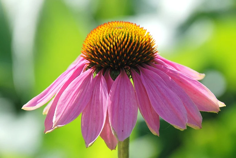 a large pink flower is sitting on the stem
