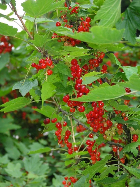 small red berries on green leaves of tree