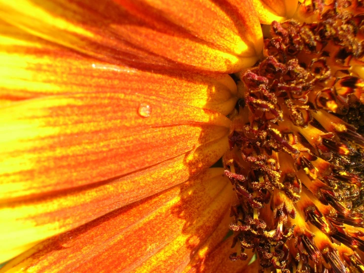 the image of sunflower with the morning dew on it