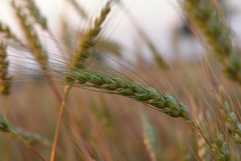 a closeup of the middle of some grass