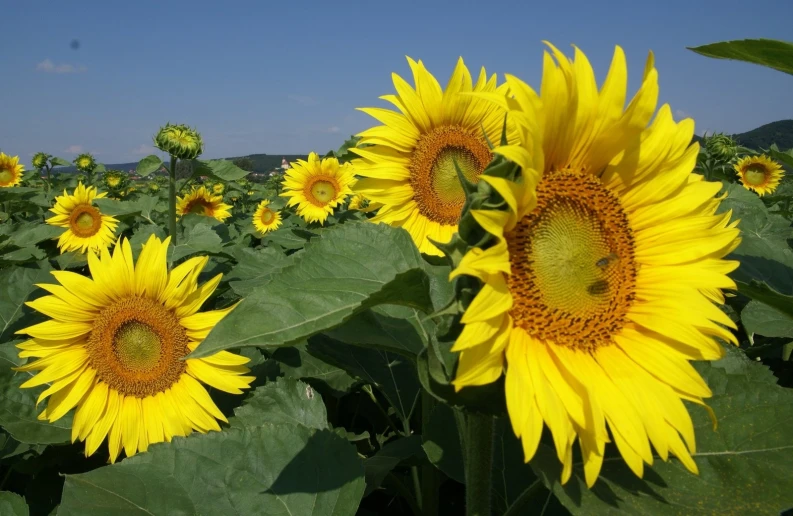 large yellow sunflowers with green leaves and sky in background