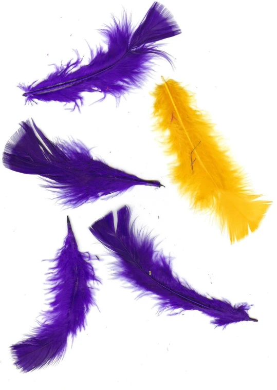feather that is purple and yellow are all part of a group