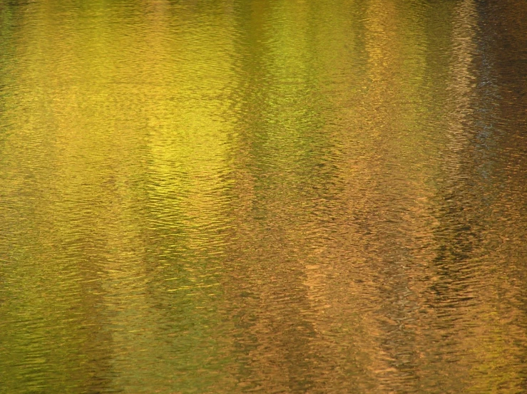 a bird that is sitting on top of some water