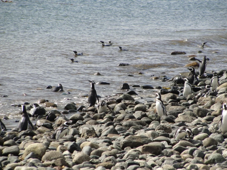 penguins on the rocks near the ocean