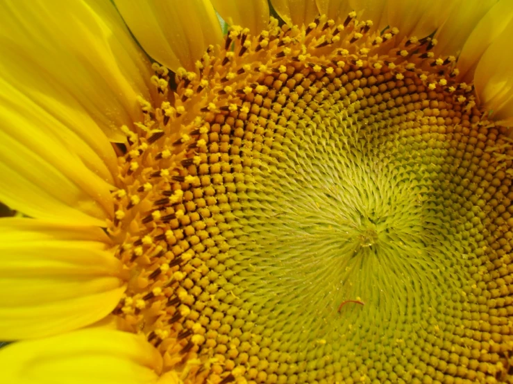 the large yellow flower is very bright