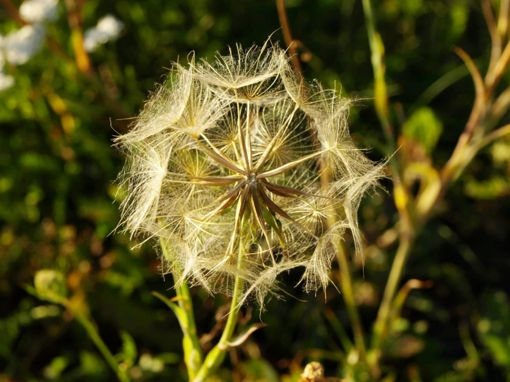 a plant with lots of flowers inside of it