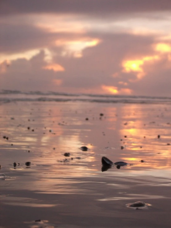 a bird flying over the ocean at sunset