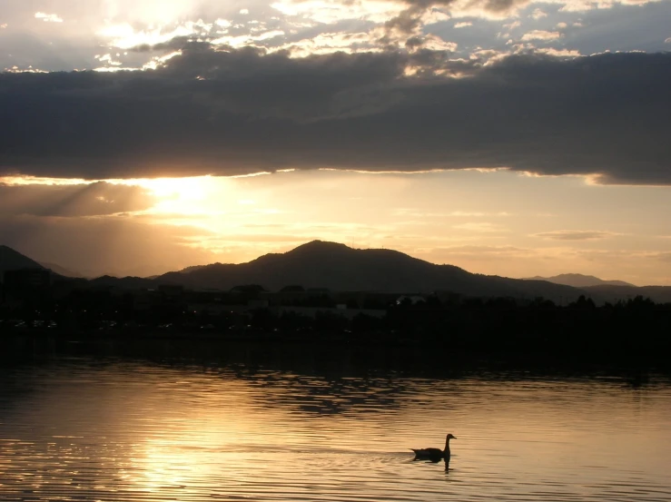 a lone duck swims alone on a calm lake