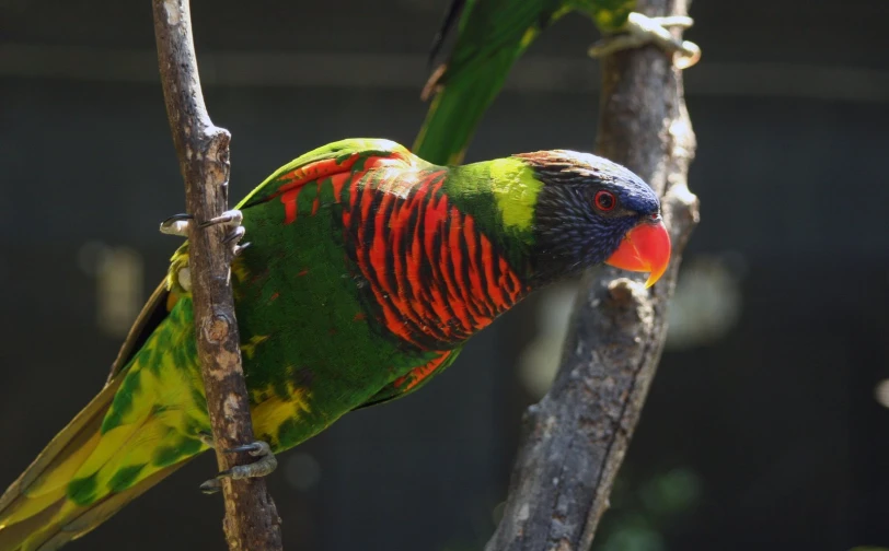 a colorful bird perched on top of a tree nch