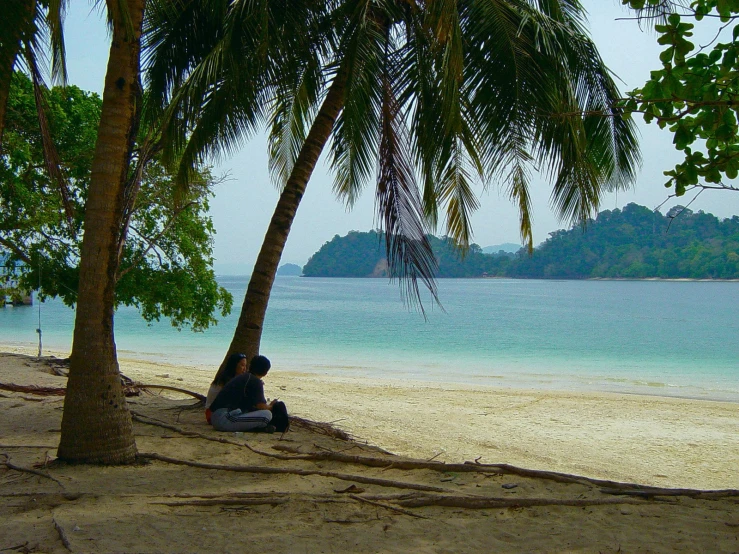 a person sitting under a tree next to a body of water