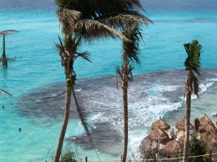 there are several palm trees by the water