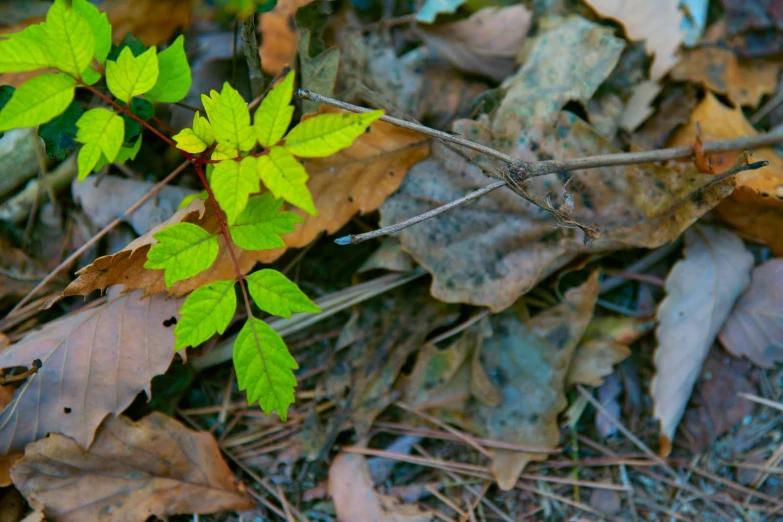 a small green leafy tree in the woods