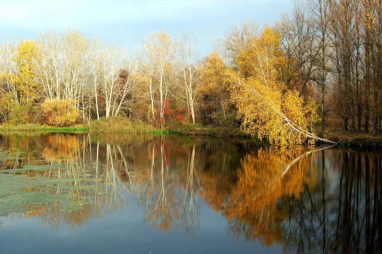 autumn foliage and trees around a lake and forest