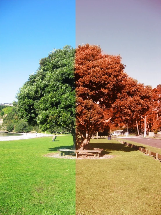 two images show one side of the same area, and another of a park bench in the foreground, while one shows the same area with leaves on the other