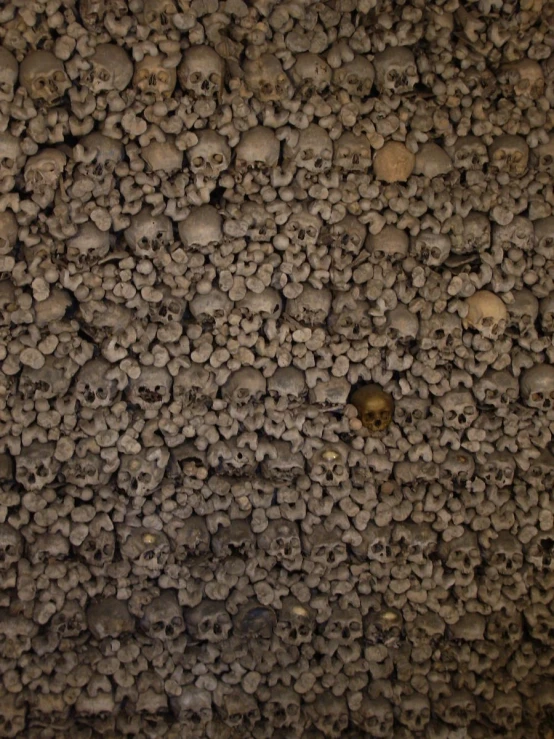 a wall made out of several skulls of various sizes