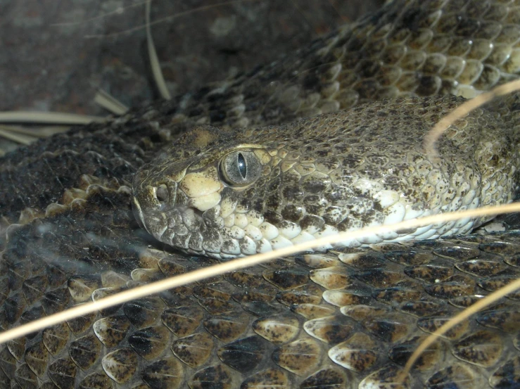 a snake with a head and shoulders showing