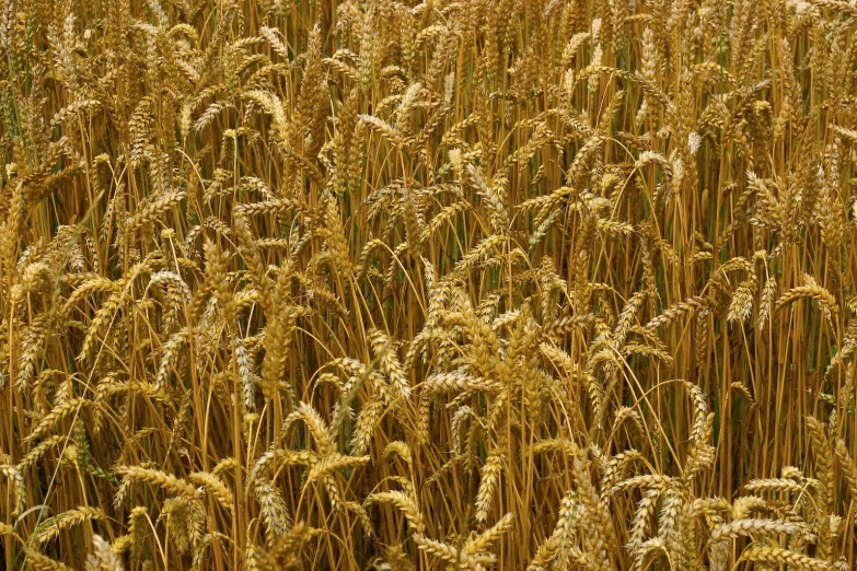 a field of crops that are golden