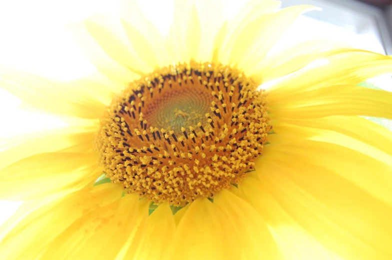 a close up po of a yellow flower