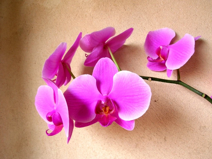 three orchids blooming together on top of a table