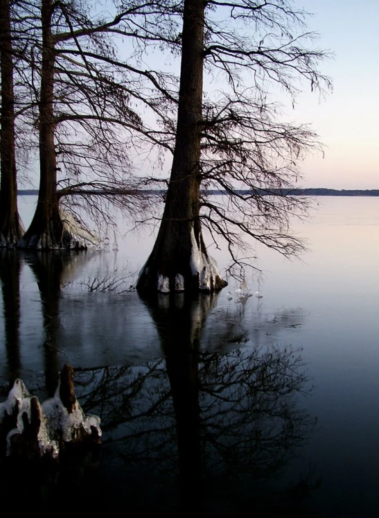 trees and nches in the water during sunset