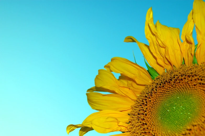 a sunflower is blooming on the outside side of a blue sky